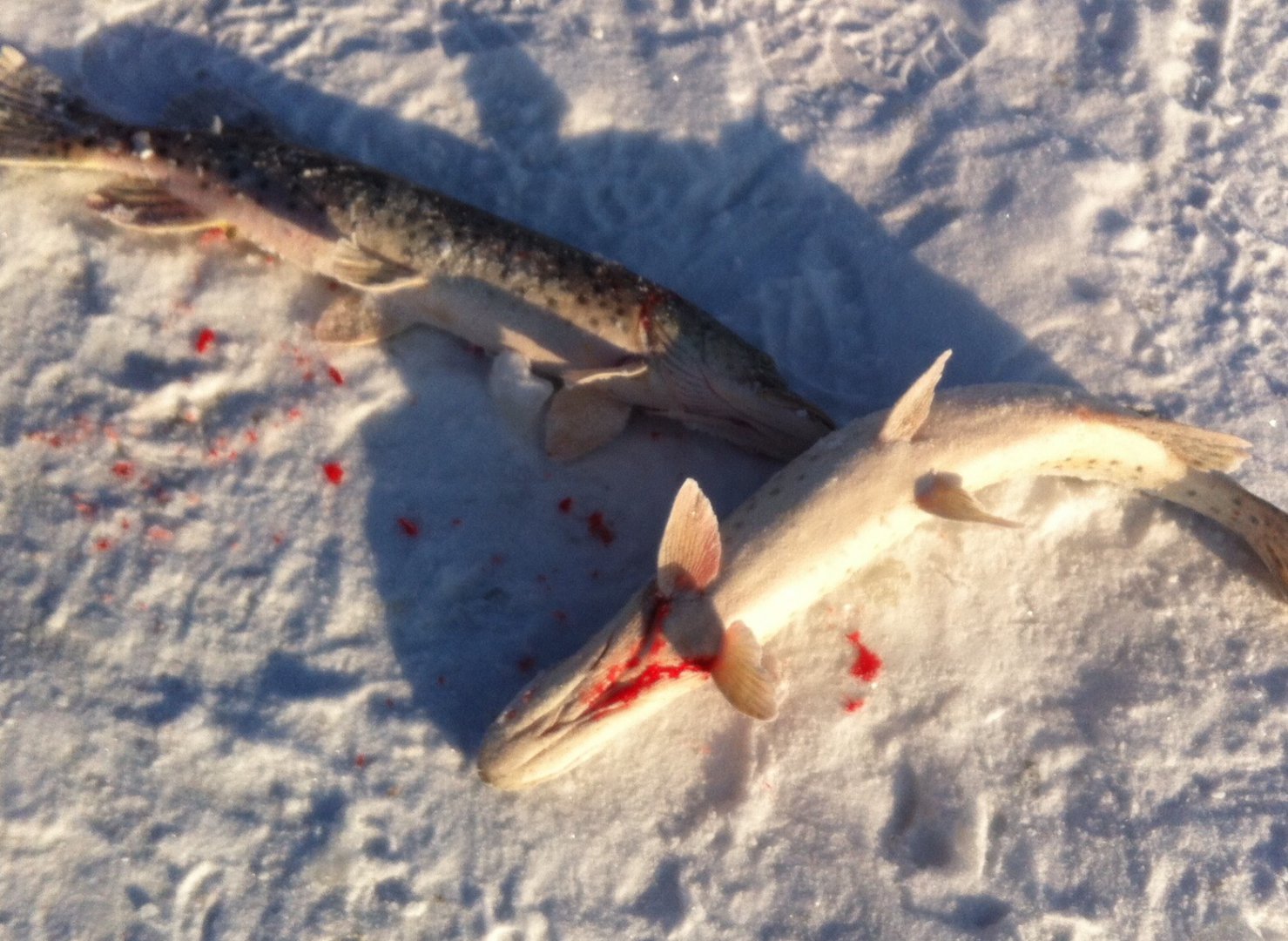 image.jpeg image.jpeg