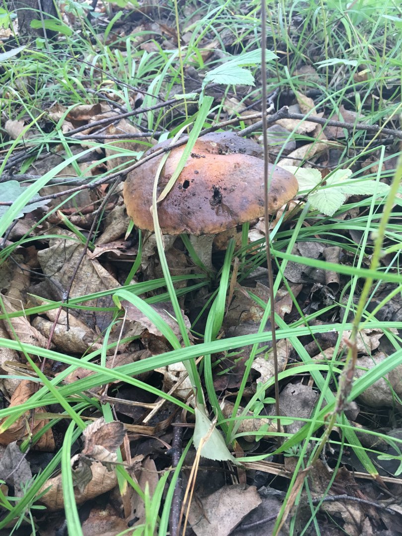 image.jpeg