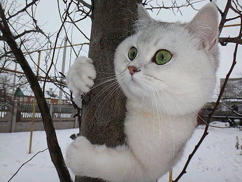 image.jpg