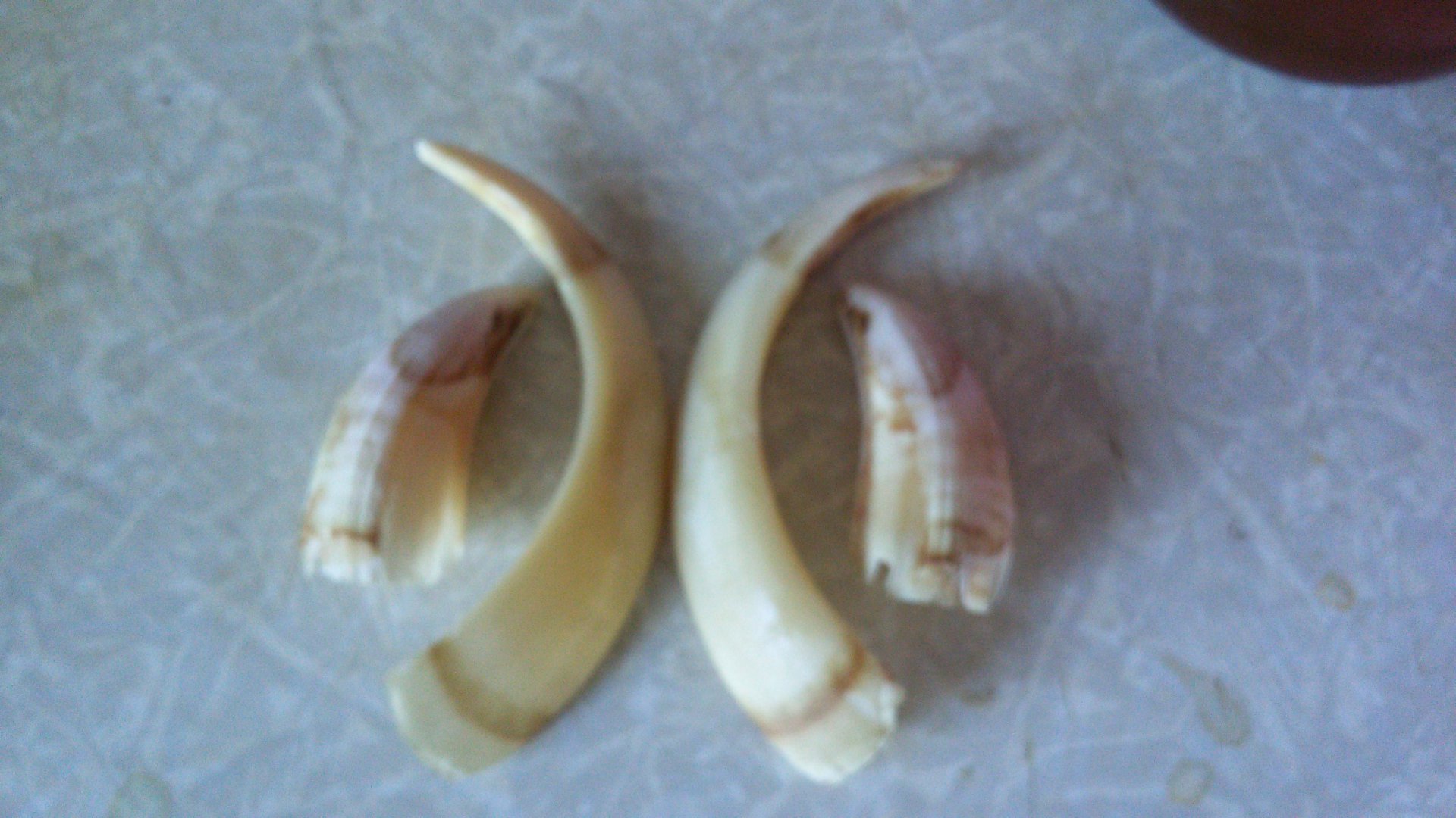 IMG-20151228-WA0003[1].jpeg