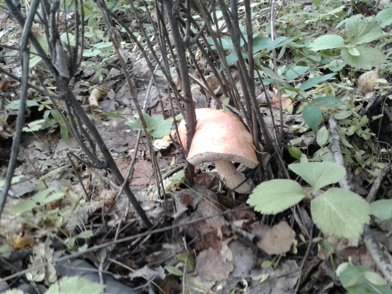 IMG-20160817-WA0002.jpg