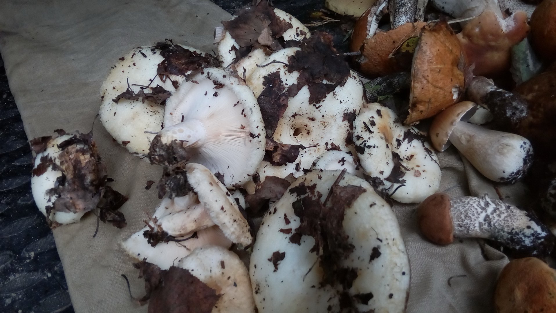 IMG-20160901-WA0025.jpeg