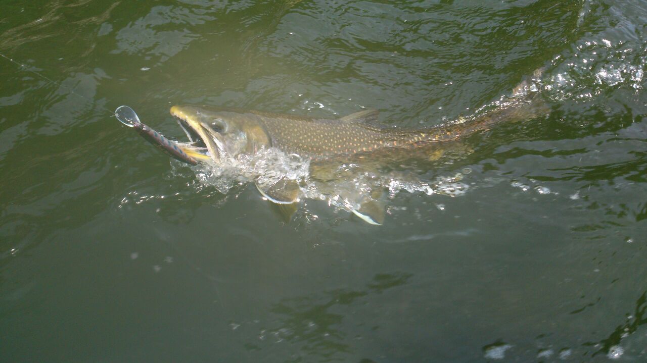 IMG-20170713-WA0057.jpg