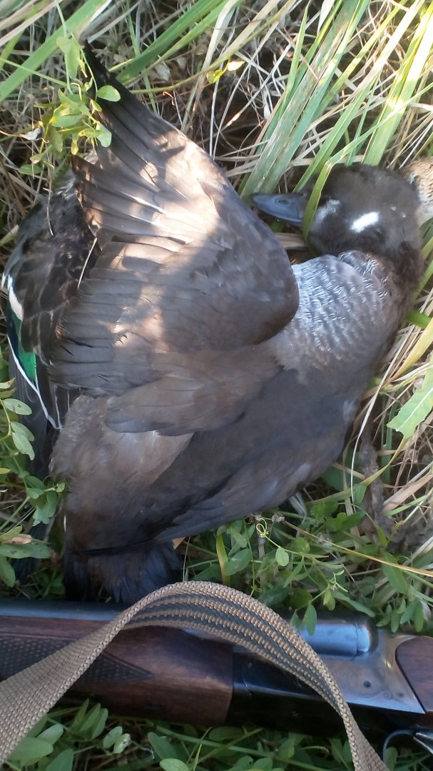 IMG-20180929-WA0051.jpeg
