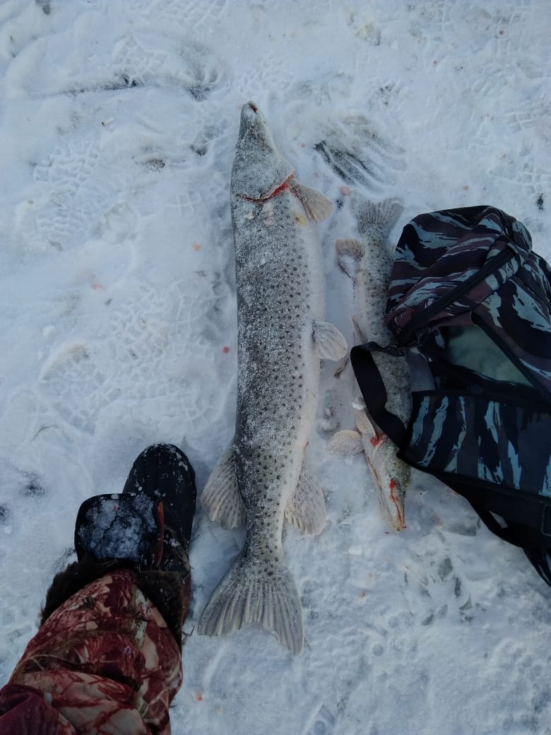 IMG-20190111-WA0000.jpg