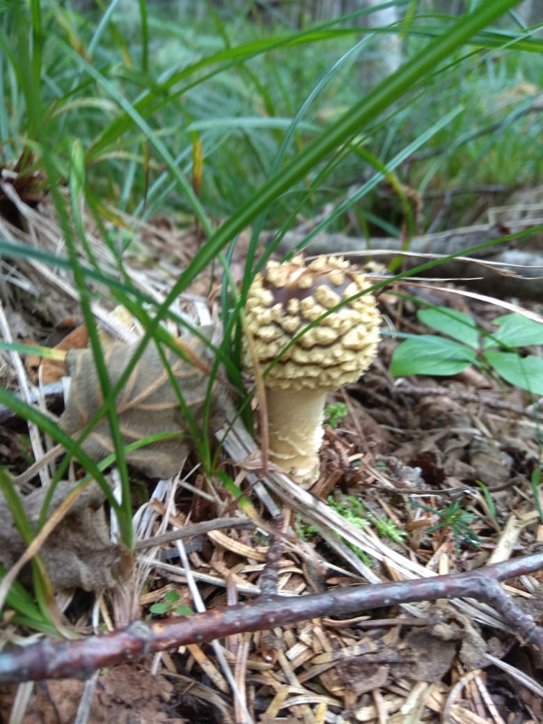 IMG-20190829-WA0005.jpg
