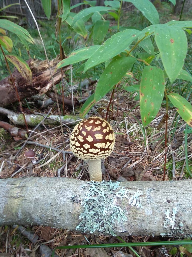 IMG-20190829-WA0021.jpg