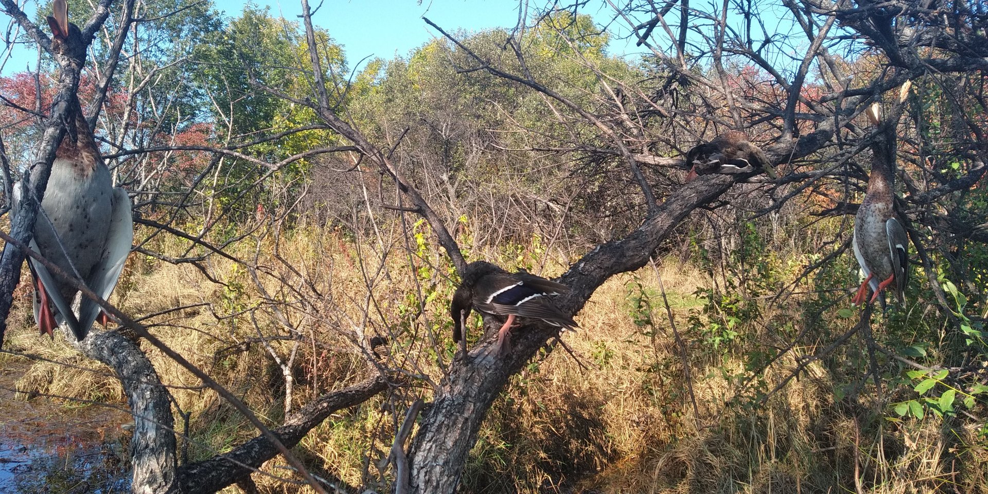 IMG-20190915-WA0035.jpeg