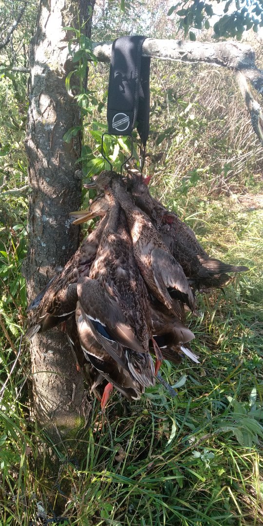 IMG-20190915-WA0066.jpeg
