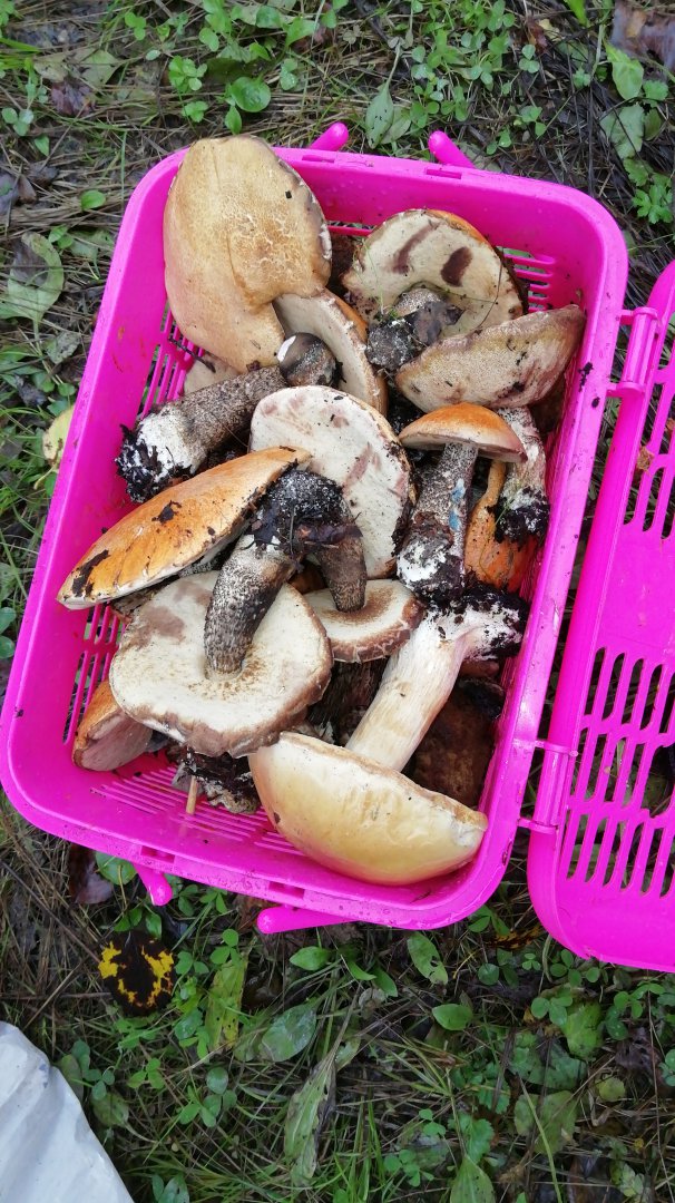 IMG-20190919-WA0026.jpeg