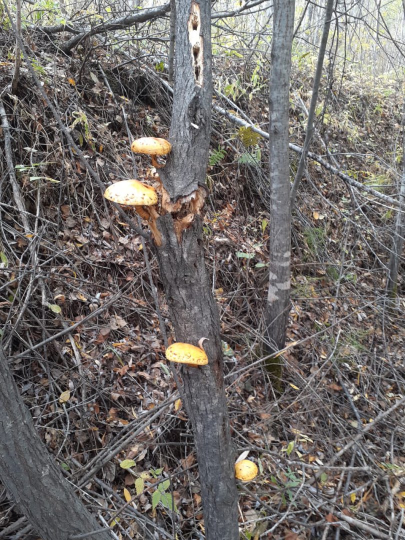 IMG-20190922-WA0011.jpg