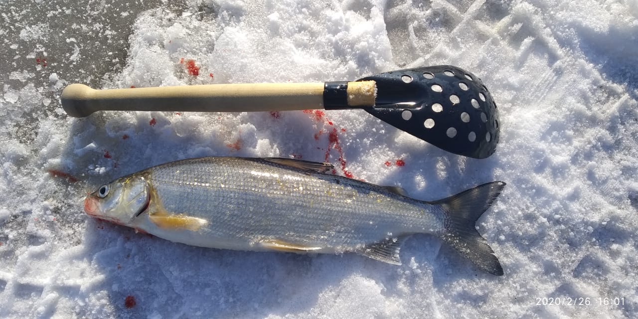 IMG-20200226-WA0004.jpg IMG-20200226-WA0004.jpg