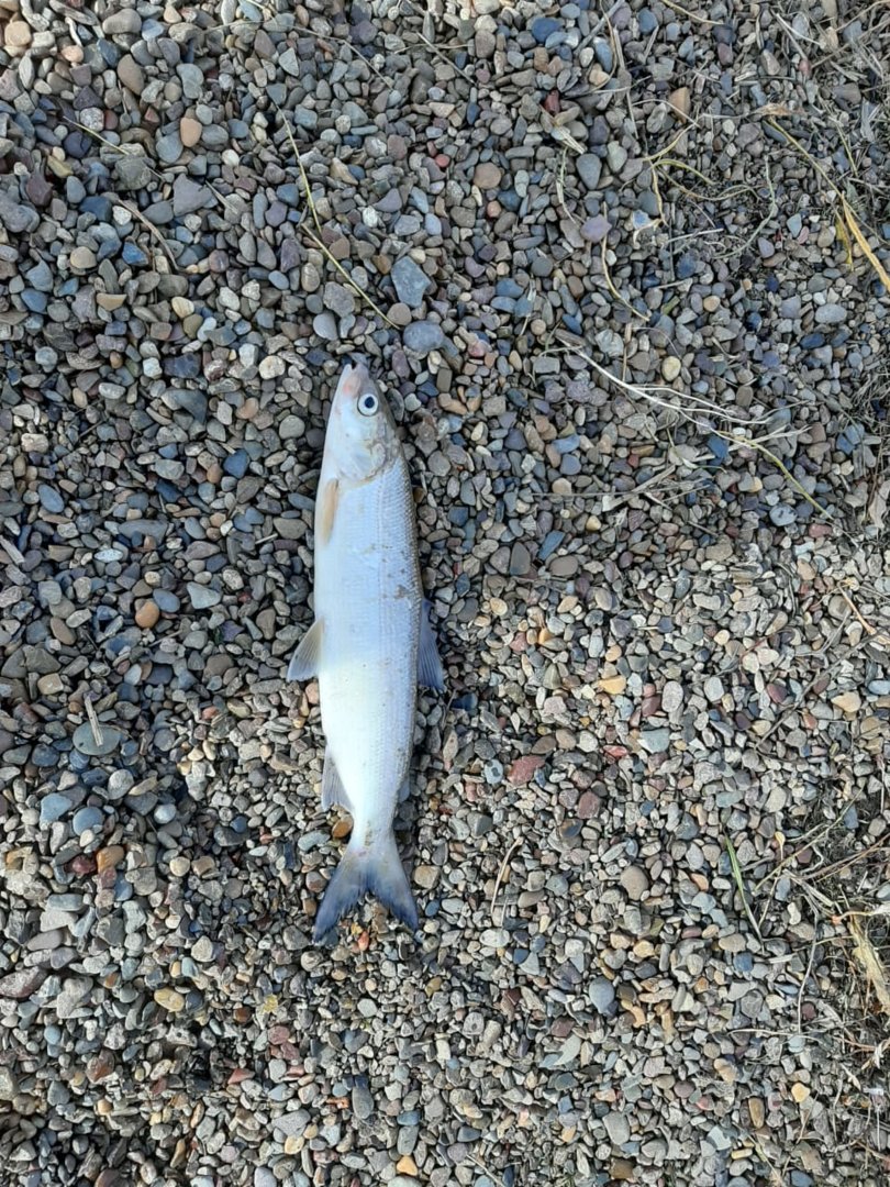 IMG-20201017-WA0011.jpg IMG-20201017-WA0011.jpg