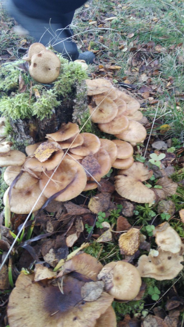 IMG-20201017-WA0031.jpeg