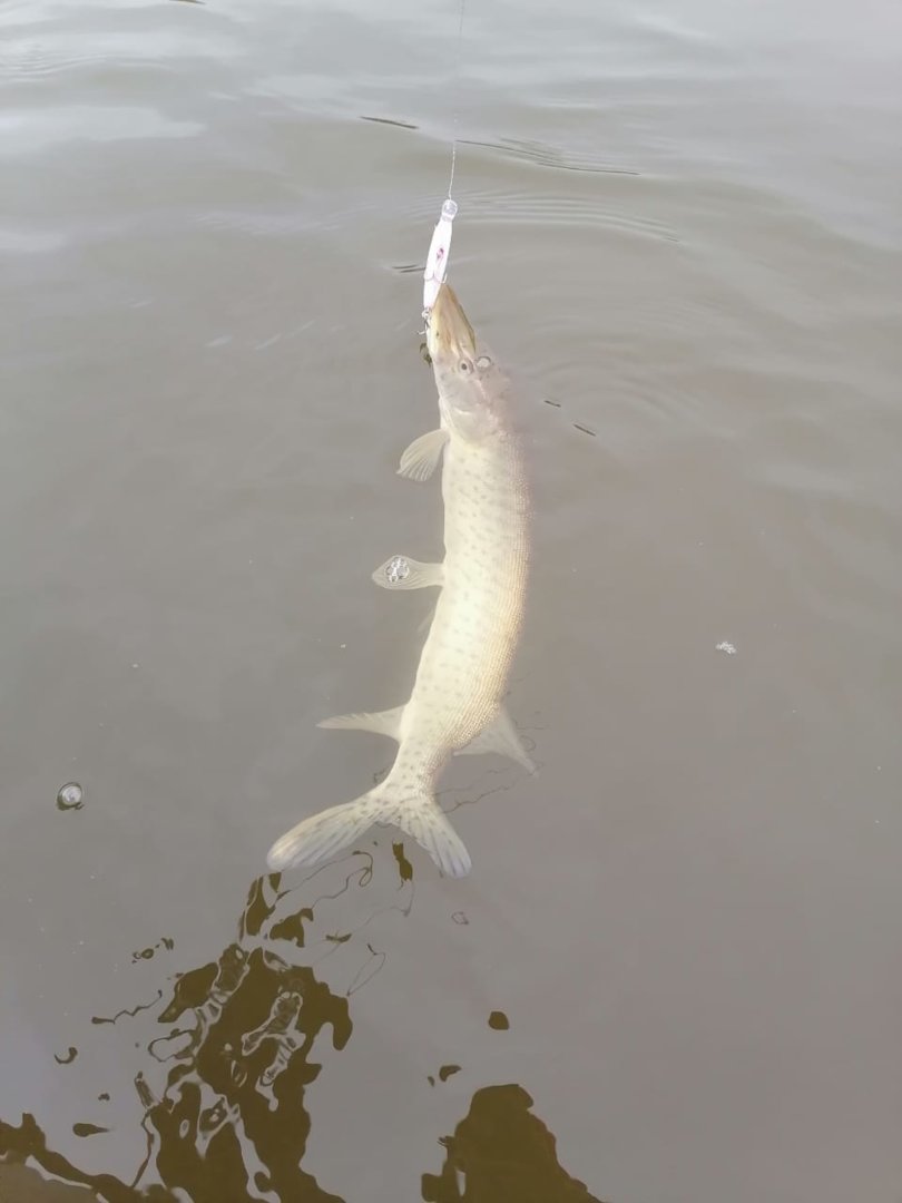 IMG-20201107-WA0007.jpg