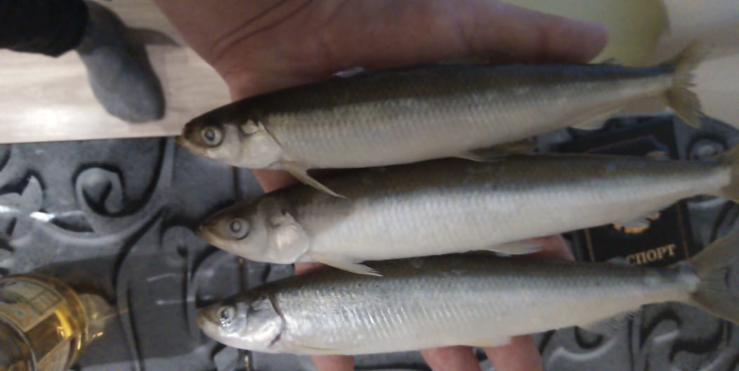 IMG-20201219-WA0029.jpg