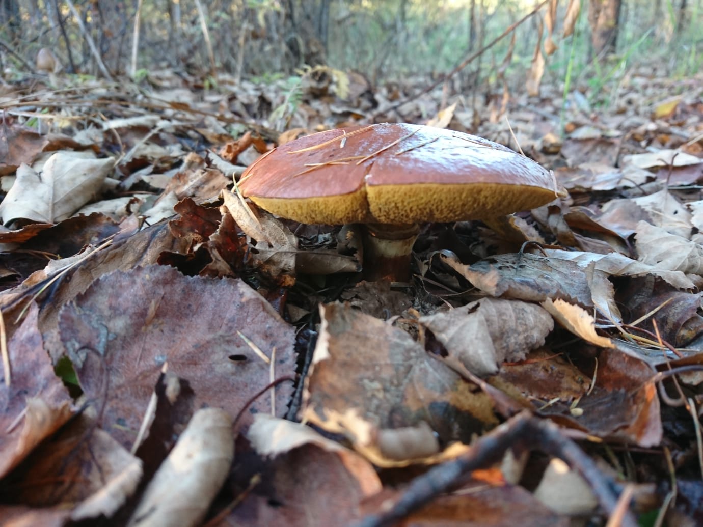IMG-20210928-WA0113.jpg
