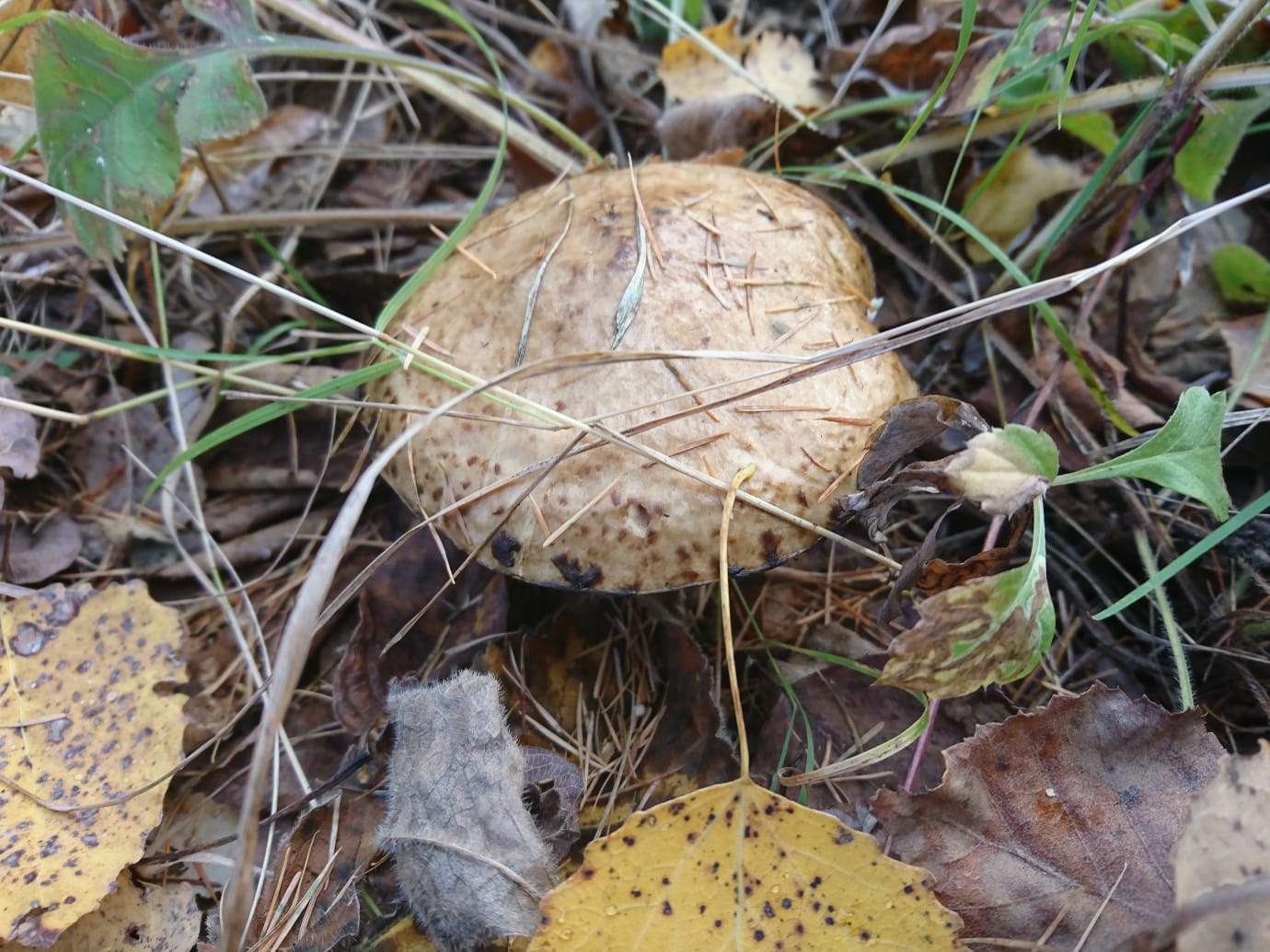 IMG-20211002-WA0005.jpg