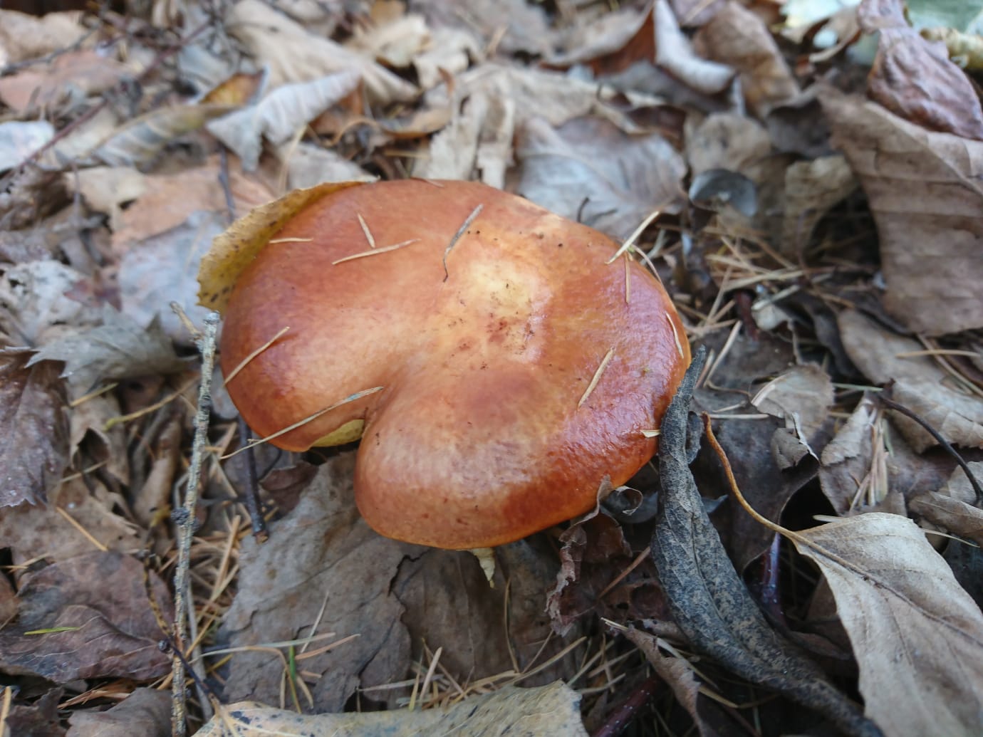 IMG-20211002-WA0006.jpg