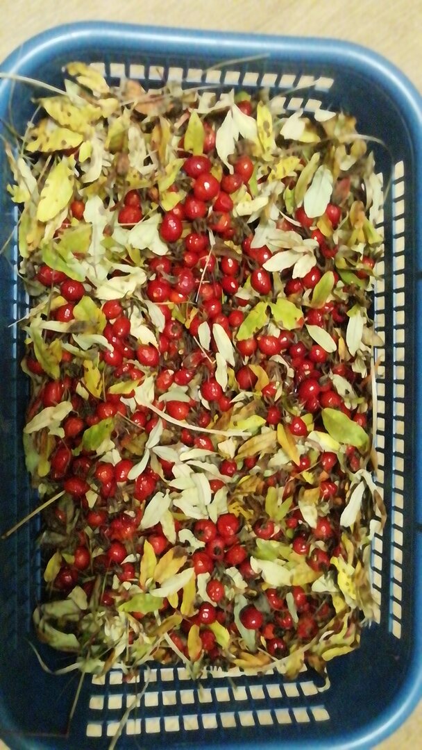 IMG-20211009-WA0005.jpeg