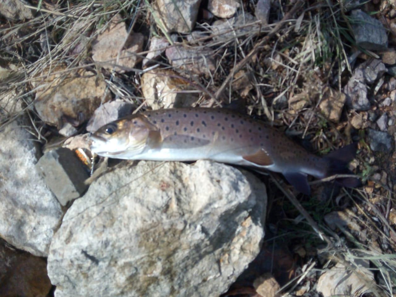IMG-20221011-WA0006.jpg