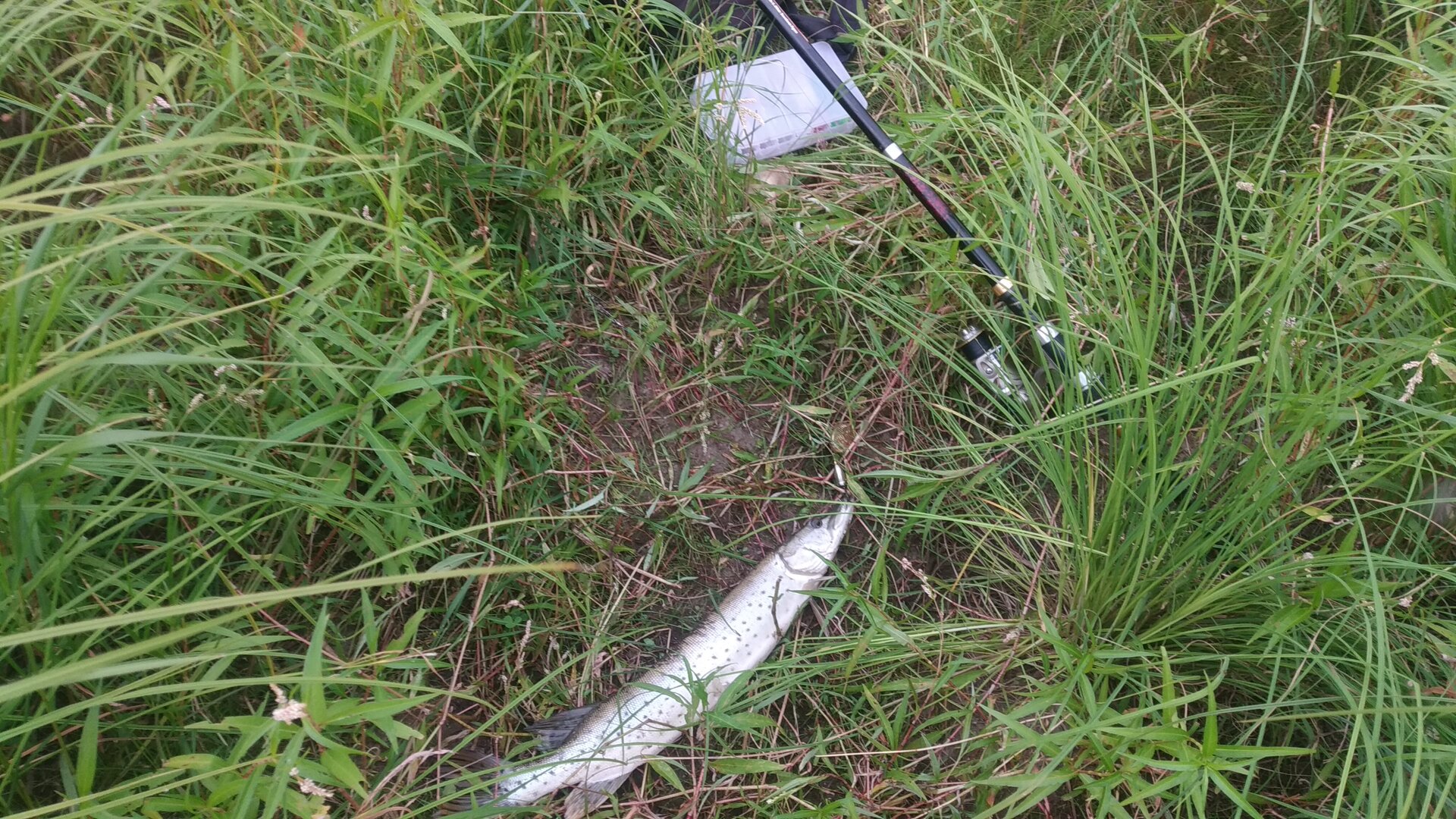 IMG-20230709-WA0000[1].jpeg