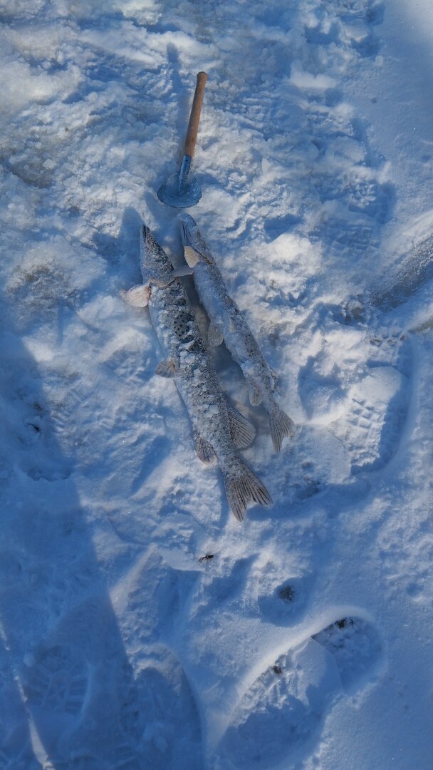 IMG-20231208-WA0009.jpeg