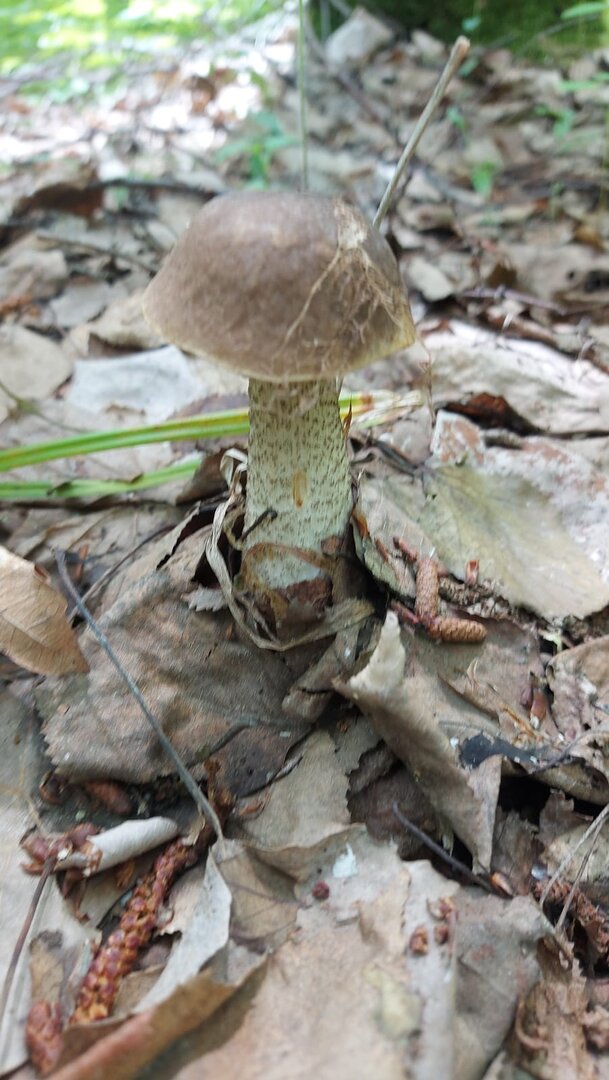 IMG-20240613-WA0003.jpg
