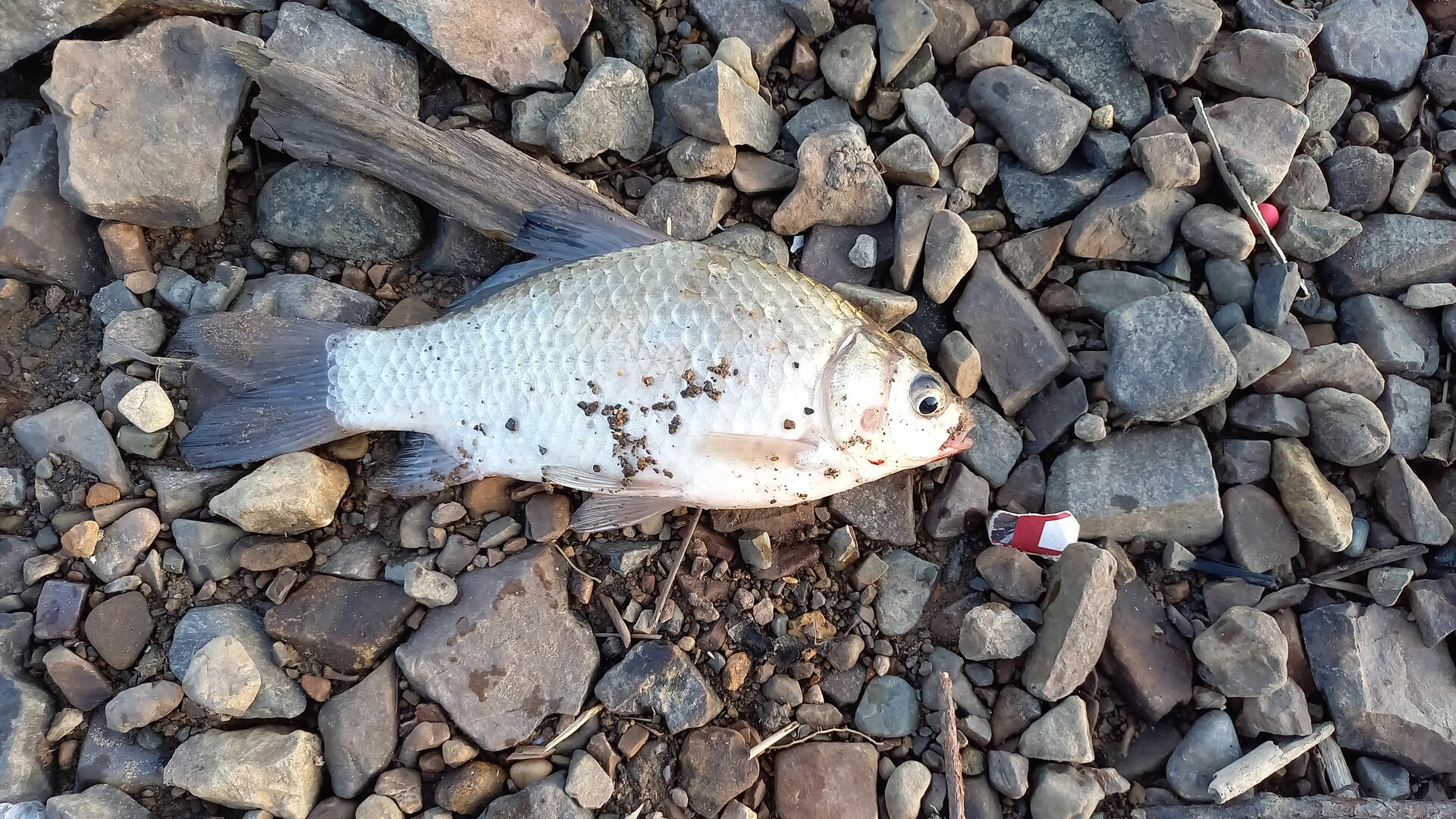 IMG-20250619-WA0000.jpeg