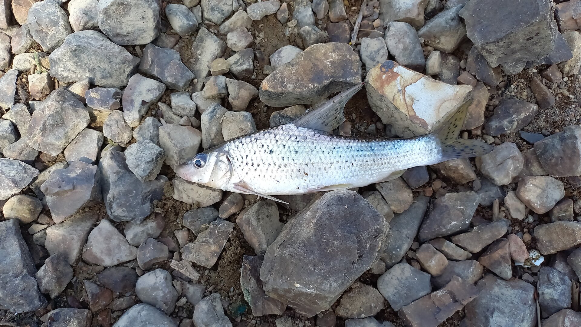 IMG-20250619-WA0002.jpeg