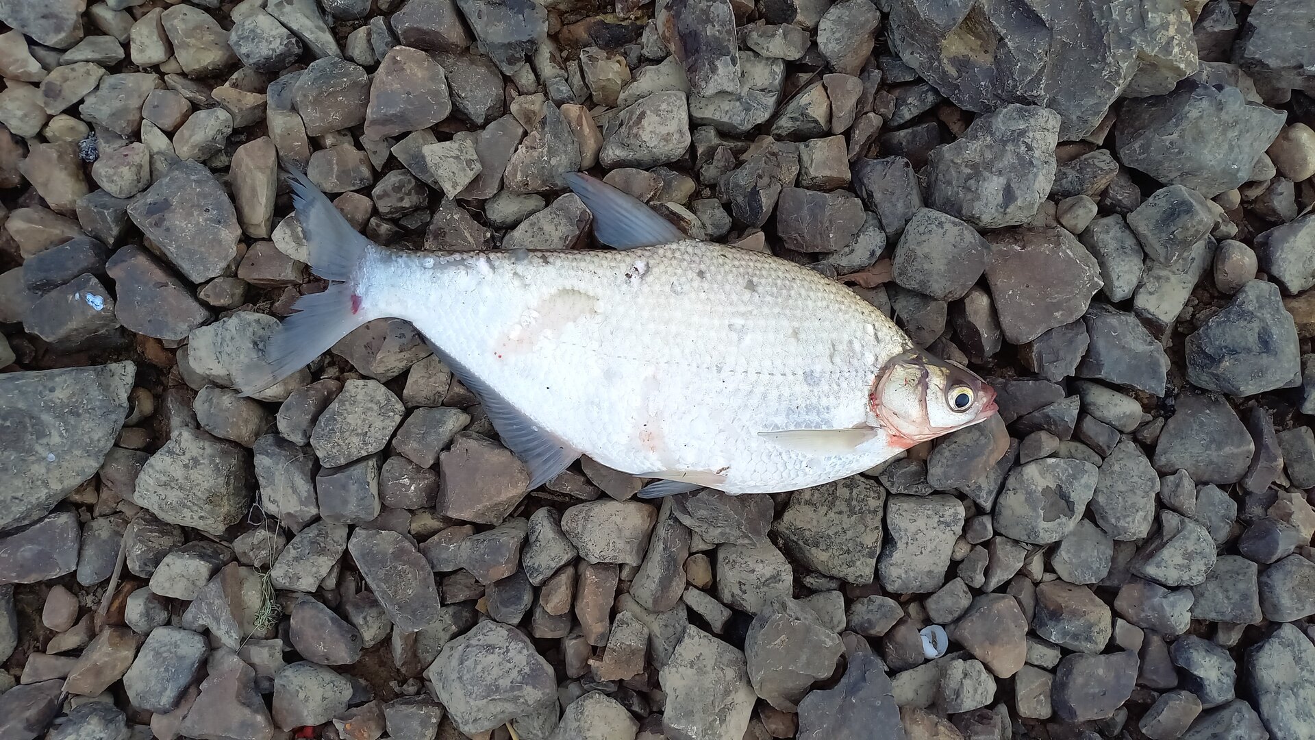 IMG-20250619-WA0004.jpeg