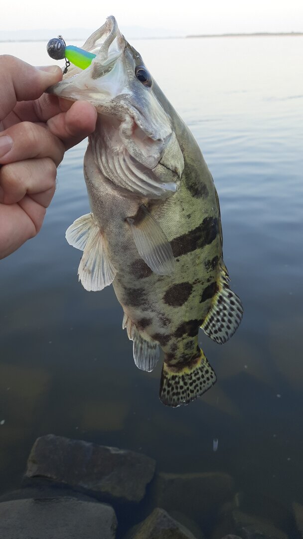 IMG-20250626-WA0005.jpeg
