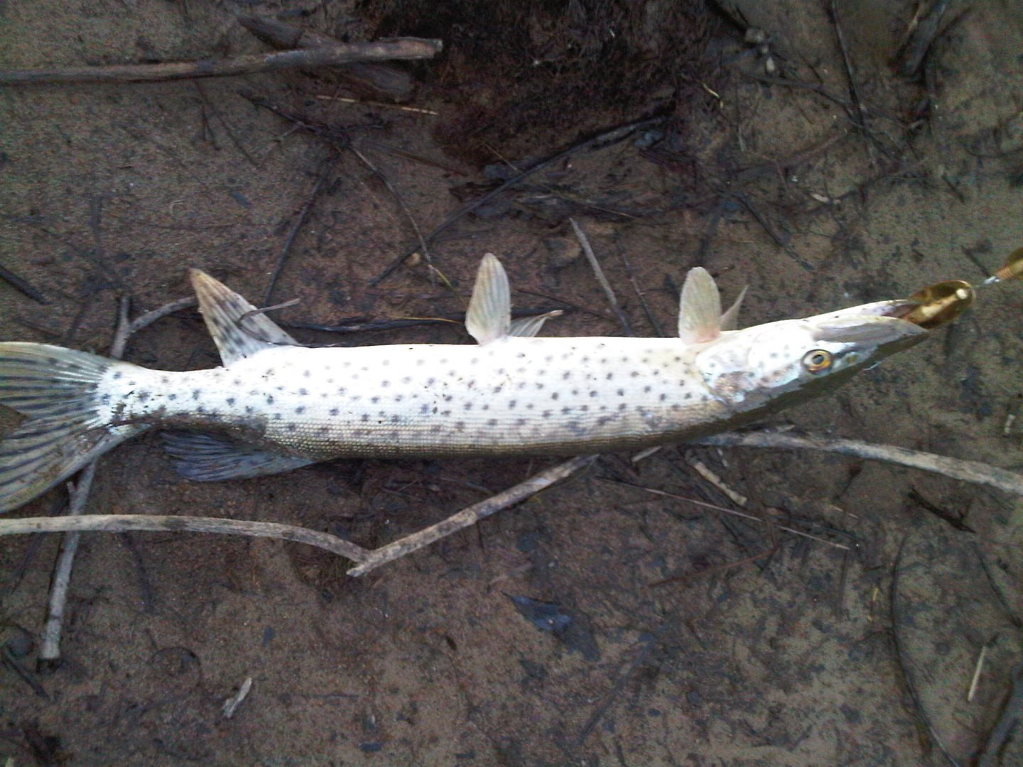 IMG00089-20150822-8.jpg