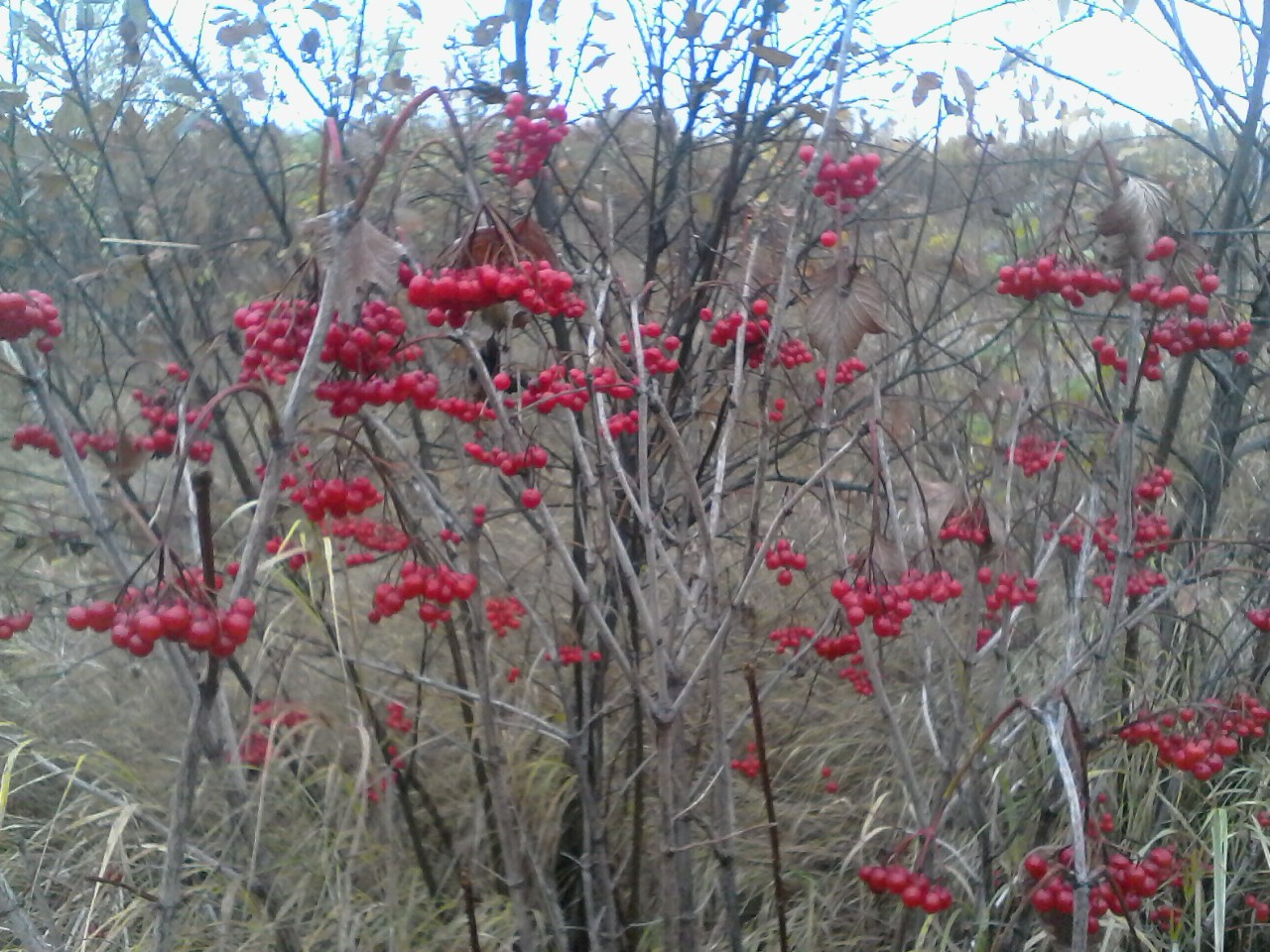 IMG00254.jpg