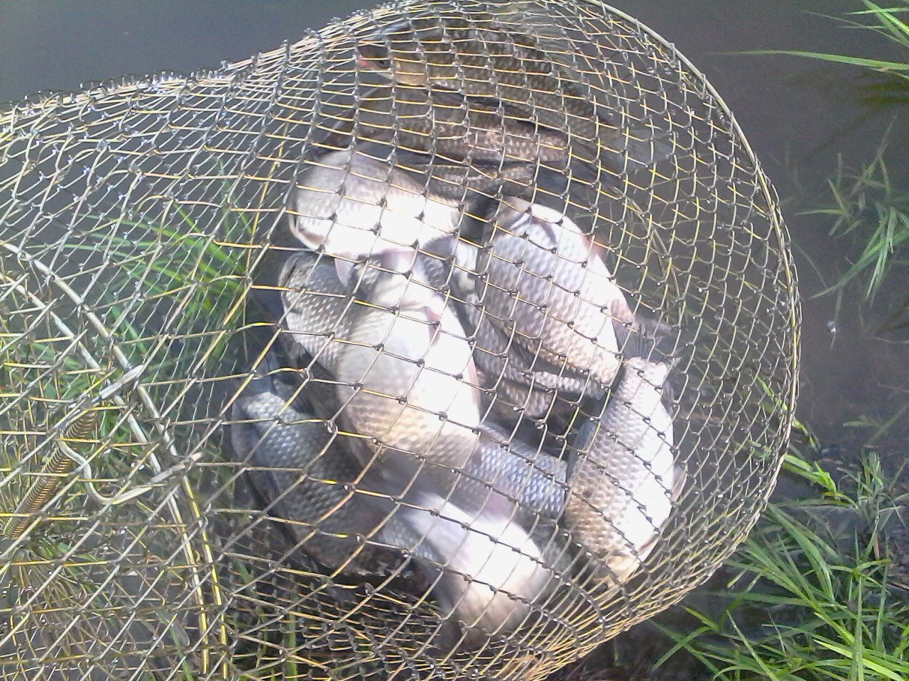 IMG00303.jpg