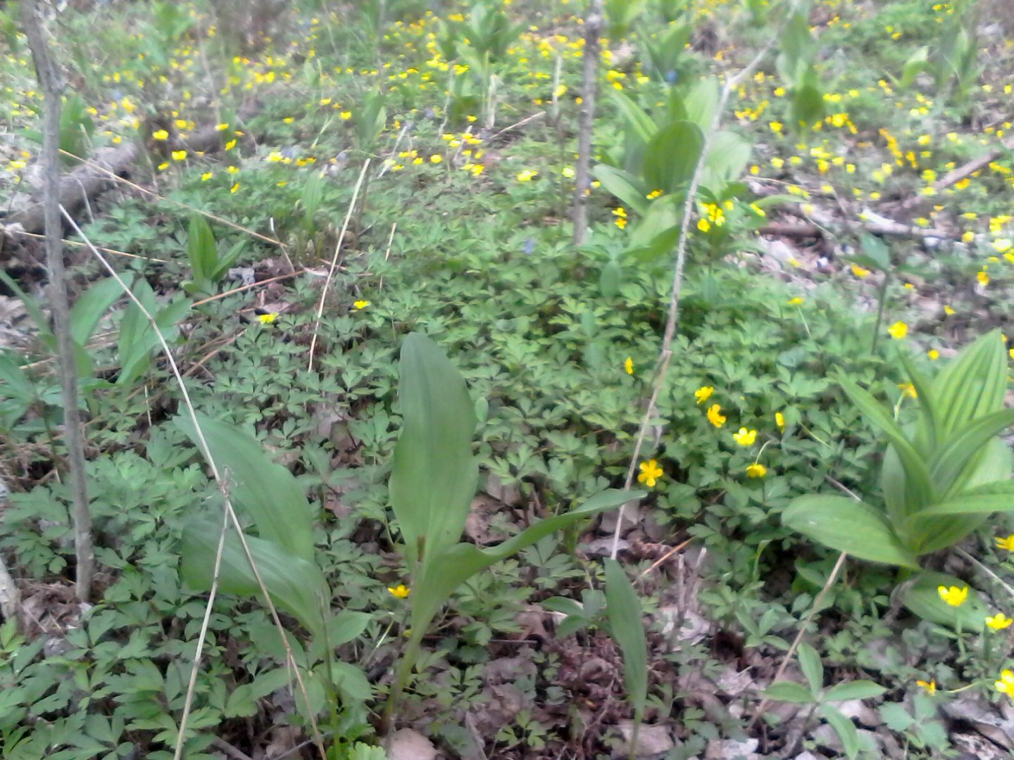 IMG00900.jpg