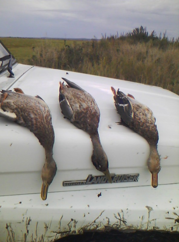 IMG0225A.jpg