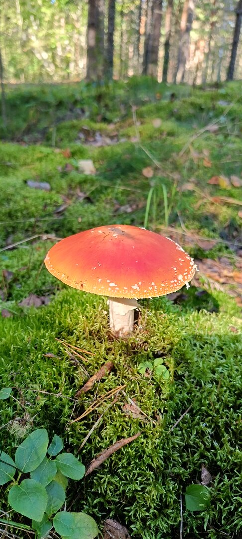 IMG20240907111858.jpg