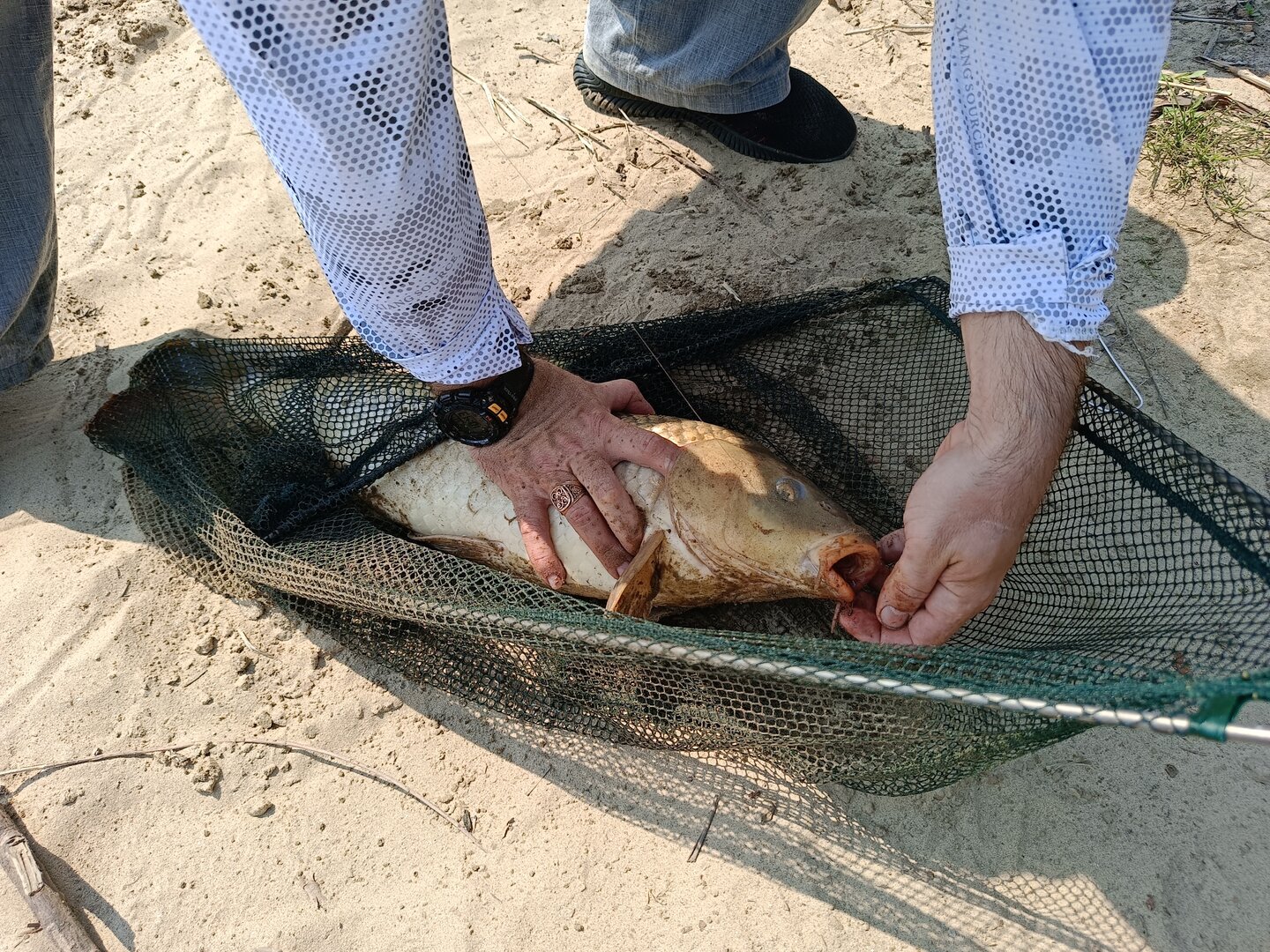 IMG20250531104120.jpeg