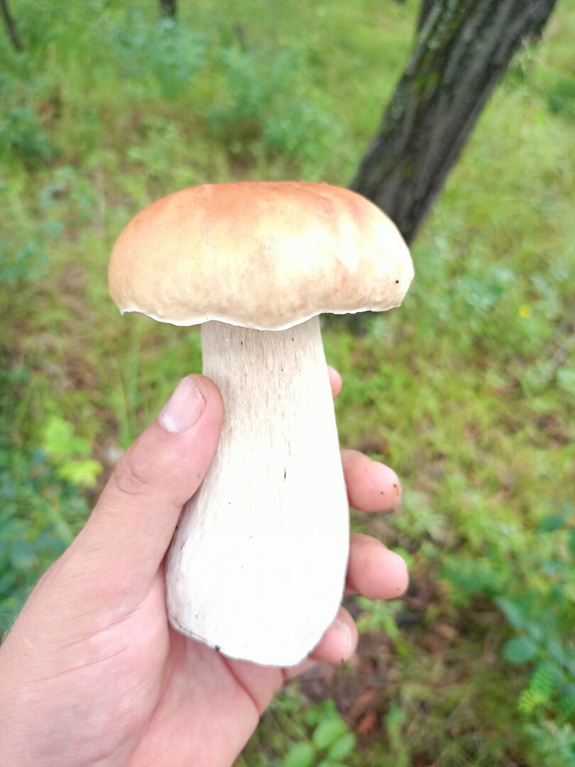 IMG20250817090410.jpg