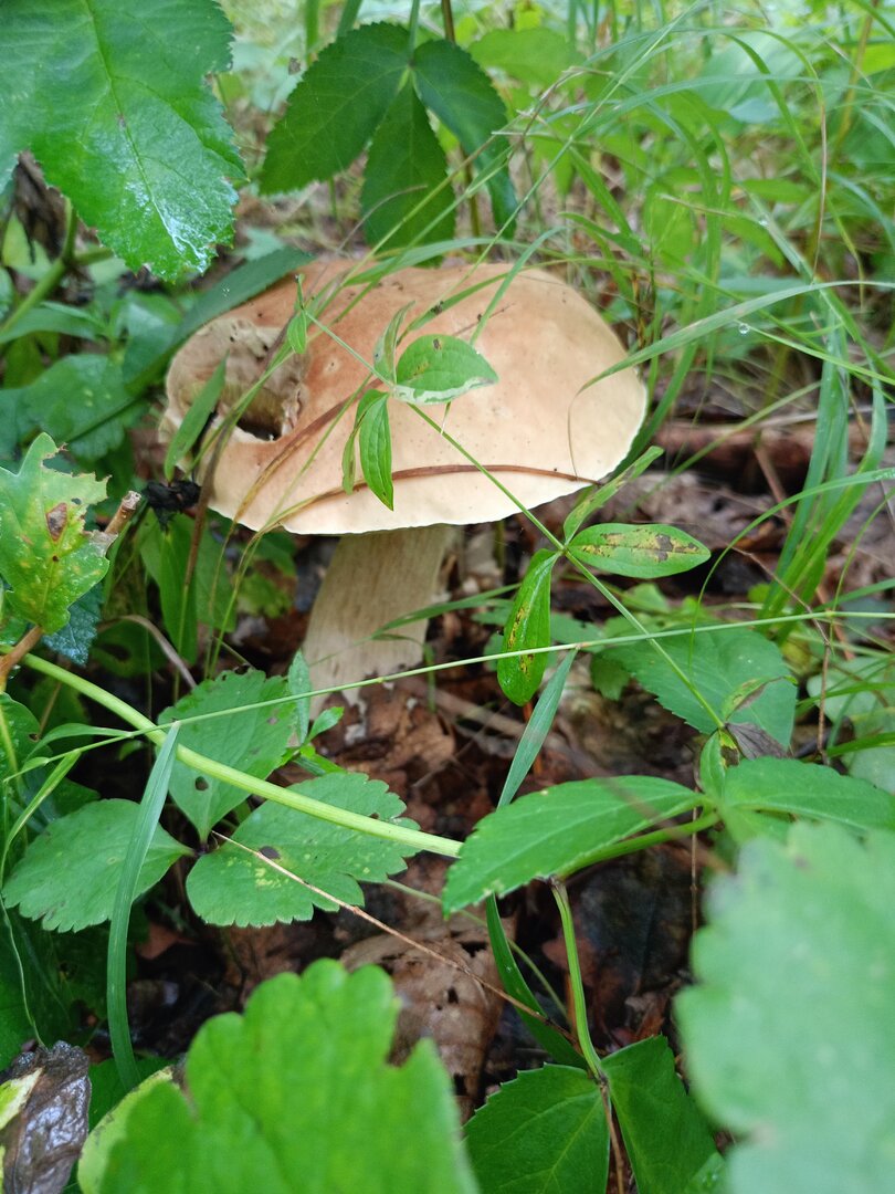 IMG20250817092540.jpg
