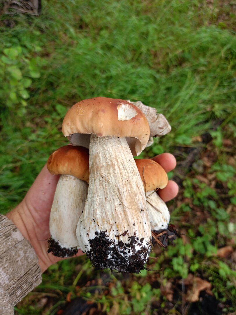 IMG20250817101057.jpg