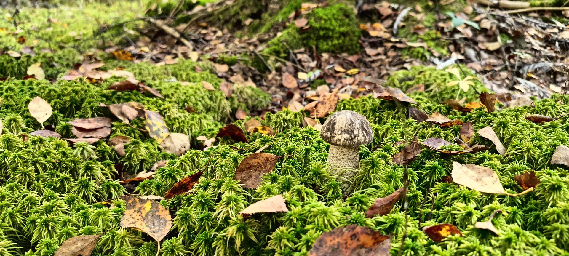 IMG20250906101640.jpg