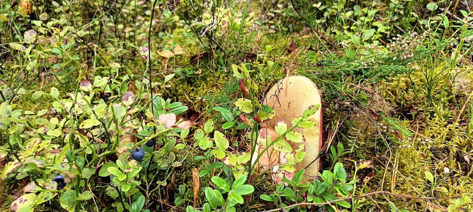 IMG20260902085954.jpg