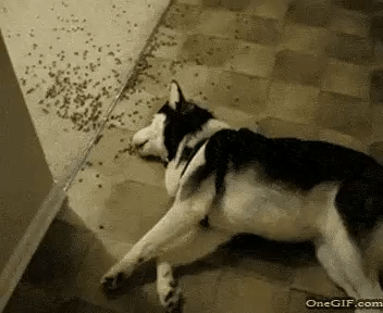 IMG_0370.GIF