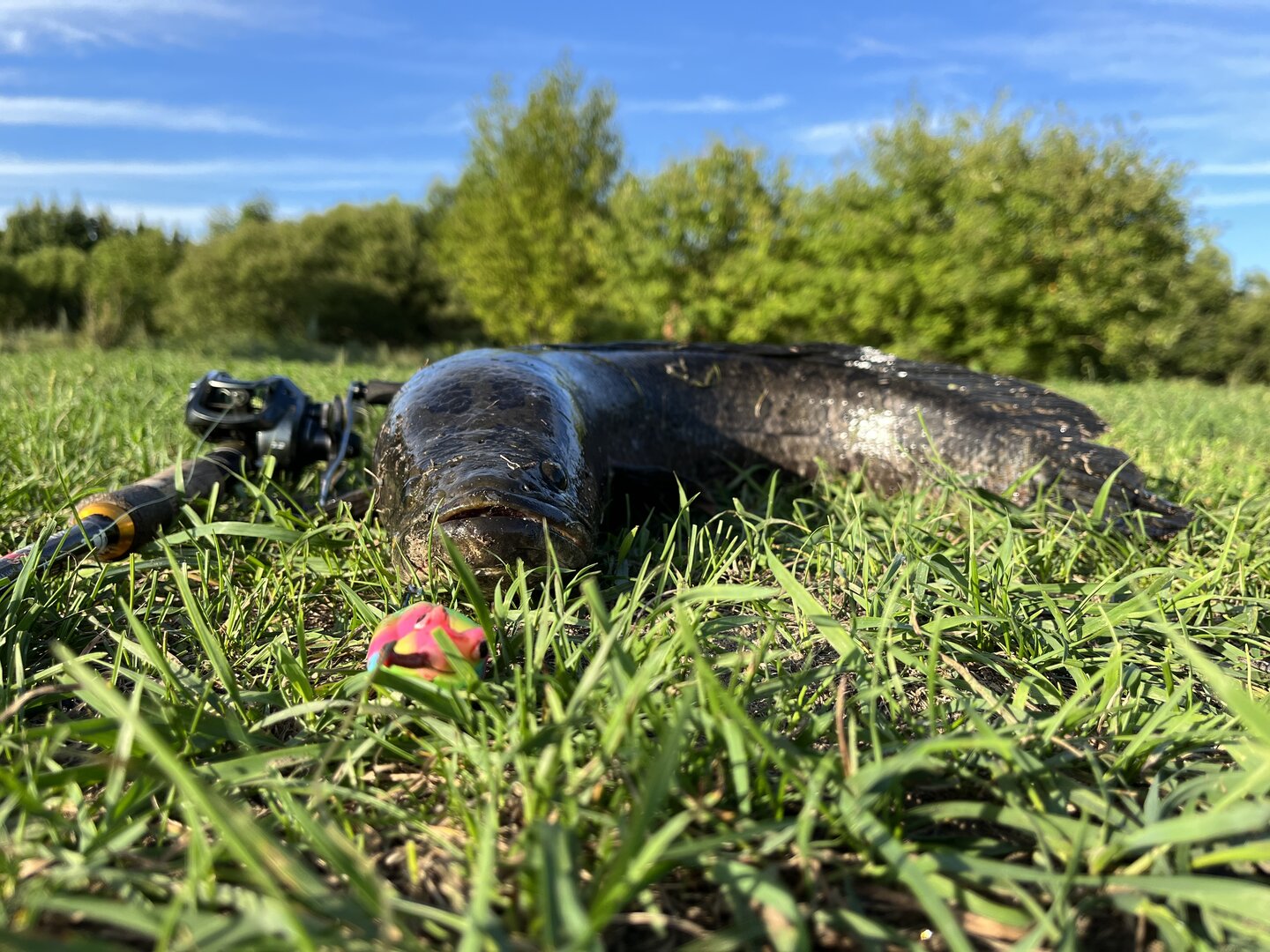 IMG_0372.jpeg