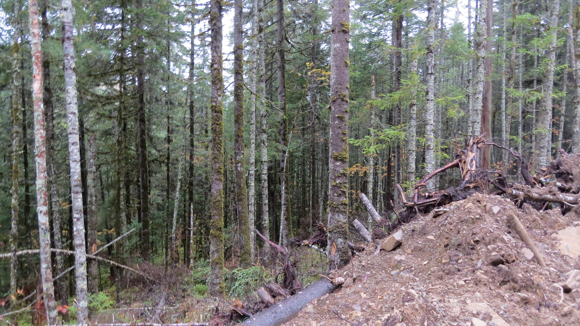 IMG_0385.JPG