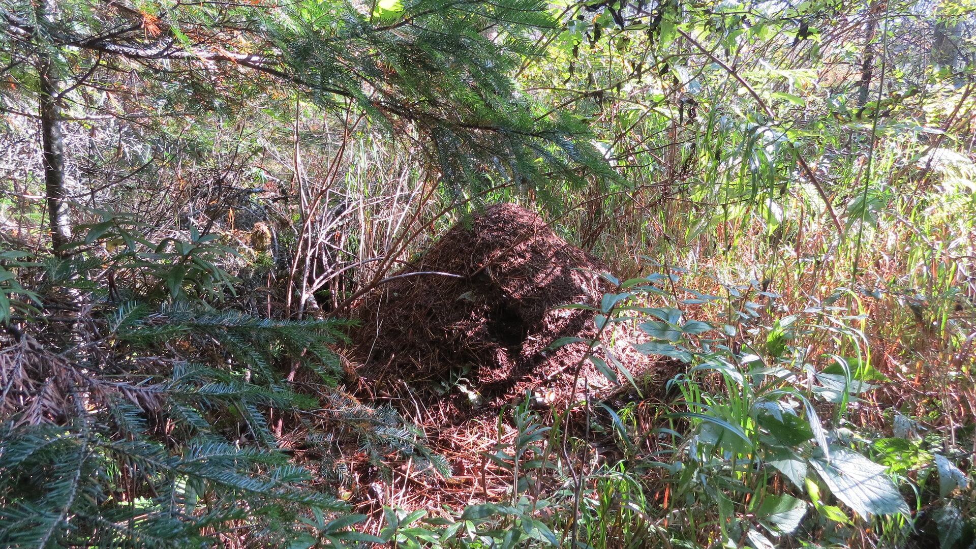 IMG_0547.JPG