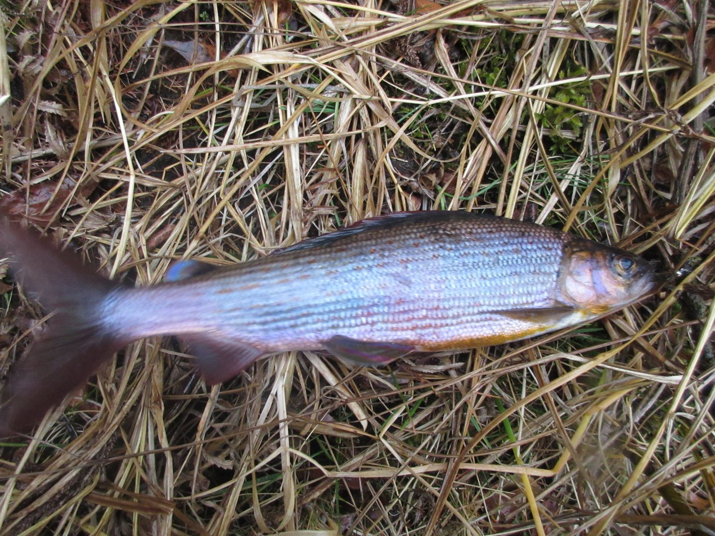 IMG_0666.JPG
