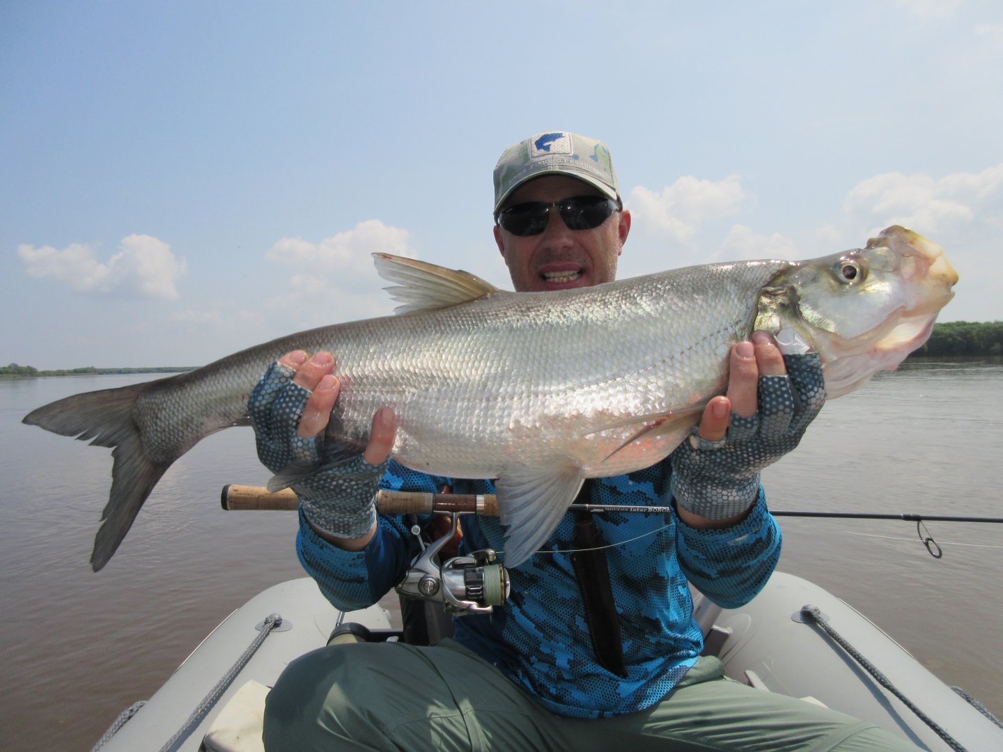 Верхогляд рыба фото Верхогляд рыба фото